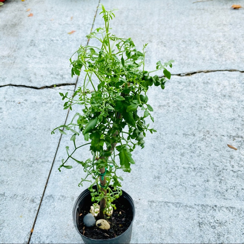 UNROOTED Cuttings RARE Kalanchoe Schizophylla Two Cuttings - Picture 13 of 17
